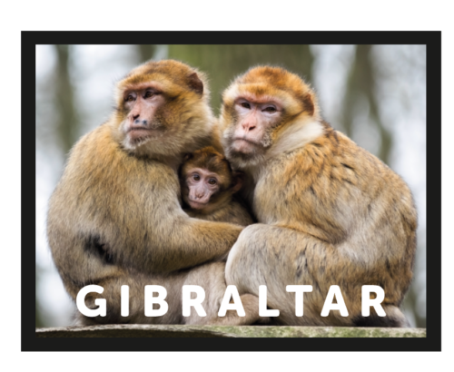 MAGNET PHOTO MONKEYS