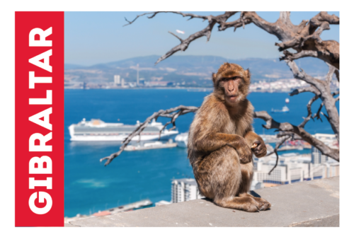 MAGNET PHOTO MONKEY CRUISER